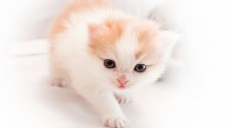 Cute Kitty - white and brown, kitten, beautiful, cute, kitty