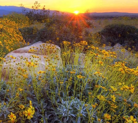 Sunshine Flowers - nature, view, landscape, sunshinesunmountainhill, scenery, flowers, scene, wild flower