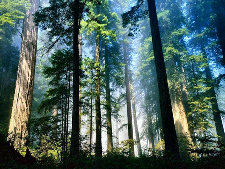 Glowing Forest - forest, landscape, photo, sun rays, scenery, sunlight, pines, photography, trees