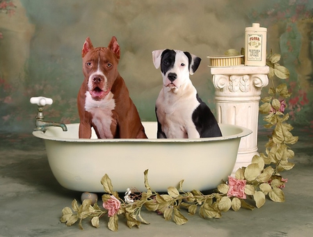 BATH TIME BUDDIES - canine, dogs, bath, pet, pitbull, buddies, tub, two