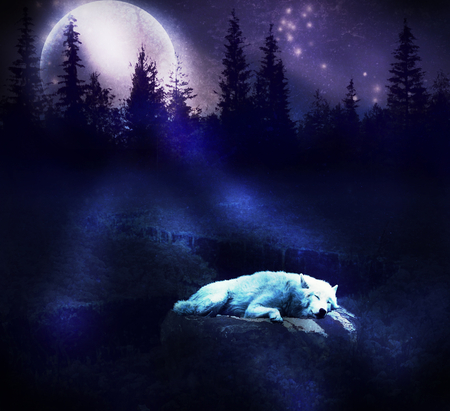 Sleeping In Moonlight - moon, wolf, wolves, white, purple, forest, beautiful, manipulation, dog, dogs, animal