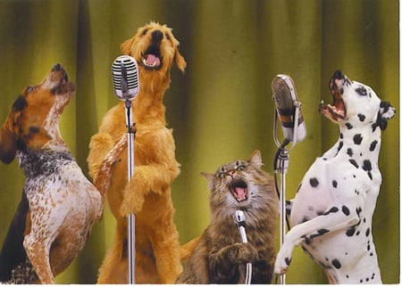 WE COULD BE THE NEXT AMERICAN IDOL - cat, band, american, feline, pets, idol, singing, dogs, canine, group