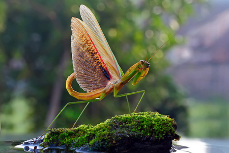 LIKE A DINO - mantis, praying mantis, macro, insect, bug