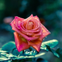 Lovely Rose for Margarita (margarita8as)