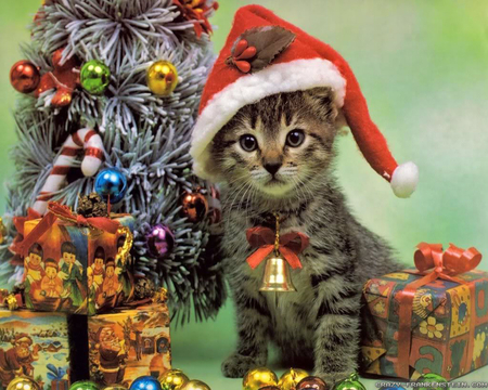 Christmas Cat - animal, winter, cute, animals, happy, joy, cat, holidays, christmas, bell, gifts, kitten, decorations, tree