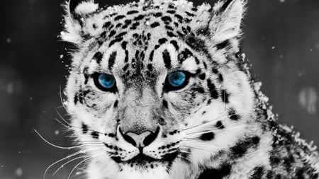 Snow Leopard - cat, eyes, blue eyes, winter, eye, black, white, leopard, snow, blue, animal, spots