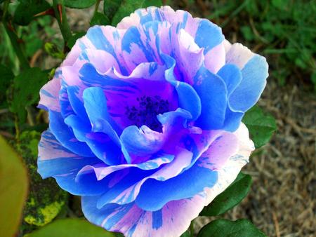 Blue rose - abstract, rose