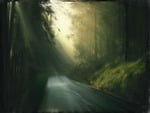 Hazy Forest Road