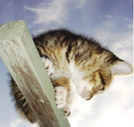 Cat On A Beam - clouds, up high, cat, sky, woodbeam