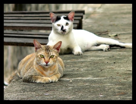 Lazy Kitties - cats, orange tabby, white and black, relaxing