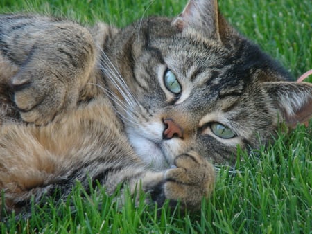 You Woke Me Up1 - cats, grass, brown tabby, awake, animals