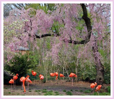 Wisteria Lane  - flamingos, purple, wisteria, woods