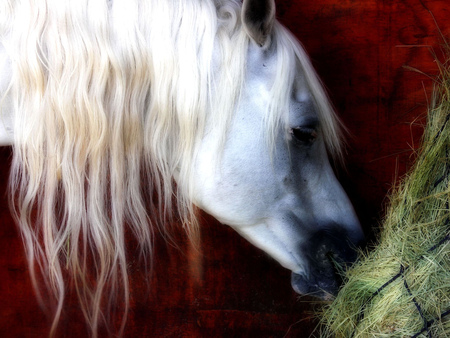 Dreamy Horse