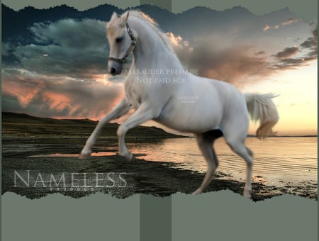 Rearing White Horse - horses, animals, white horse