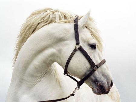 Horse Silhouette - horses, silhouette, animals, whie horse