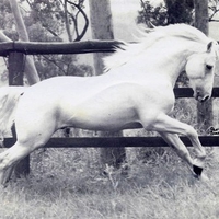 Andalusian Stallion