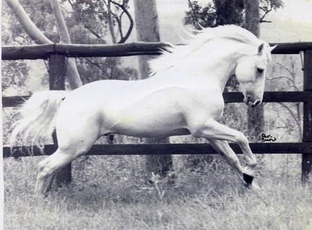 Andalusian Stallion