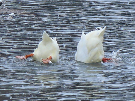 Splish Splash - water, diving, splashing, ducks, bathing