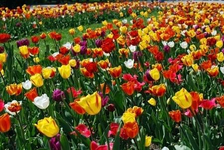 Tulip Field - coloful, tulips, flowrs, gardens