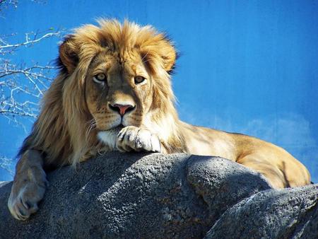 LEO - animal, lion