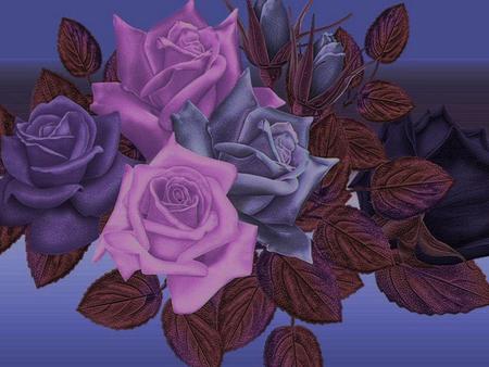 Purple roses - flowers, nature