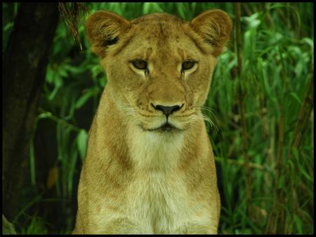 Lioness - animal, lion