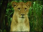 Lioness