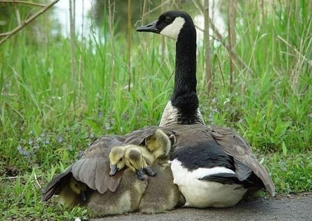 Mother's Love - cute, love