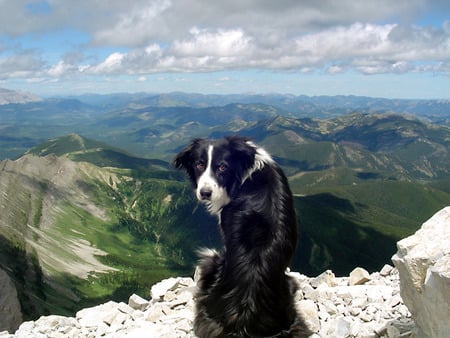 Border Collie - sky, landscape, dog, mountains, border collie