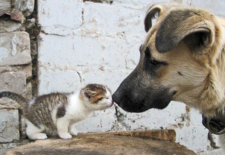 Getting To Know You - sniffing each other, dog, nose to nose, kitten