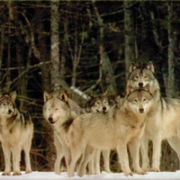 The Pack