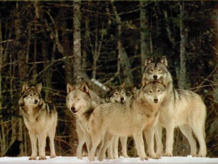 The Pack - trees, wolf, photography, snow, forest, wolves, photograph, group, woods