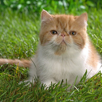 cat in grass