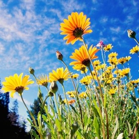 african daisies