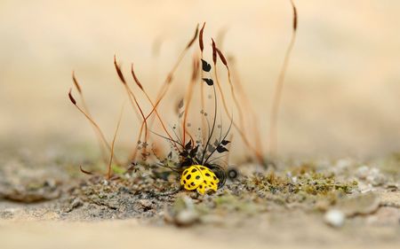 Yellow beetle - beetle, yellow, insects