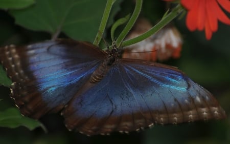 Butterfly - nature, bugs