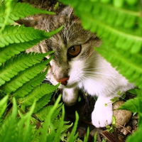 little kitty