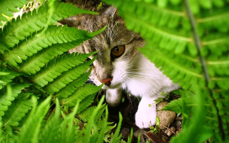 little kitty - grass, green, kitty, cat