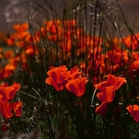 field of poppies