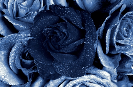 Blue Roses - flowers, flower, roses, blue