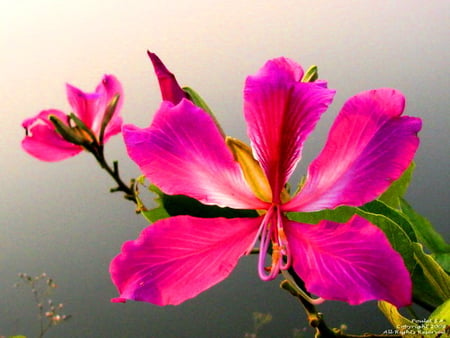 A bloom for Cinzia - white, yellow, bright, flower, petals, pink