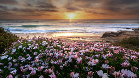 The Wild Bunch - wildflowers, glowing, beautiful, sunshine, floral, blissful