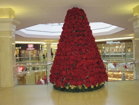 Happy Holidays to all DN members - christmas, Flowers, poinsettias, red, photography, gold, tree