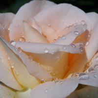 Water drops on softness