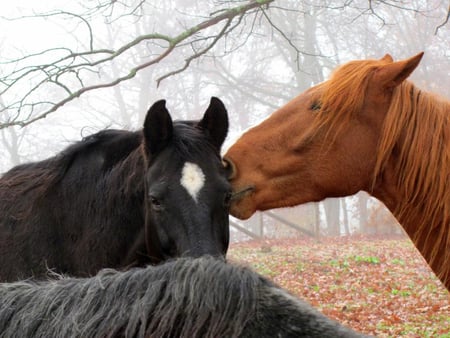 Whispering Secrets - secret, horses, affections, animals