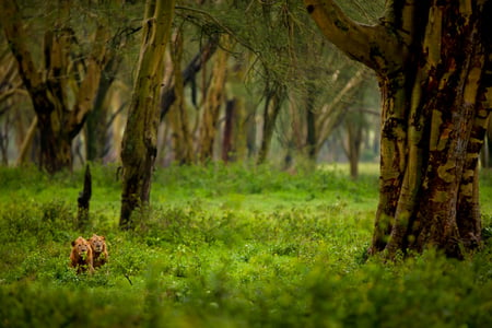 watching - nice, wild, animals, leon, green, naute, grass