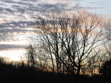 A Winter's Sunset - sky, trees, blue, peach, amber