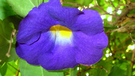 Morning Glory - pretty, petunia, lovely, violet blue