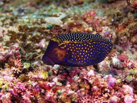 Amazing Doted Fish - doted, picture, beautiful, fish, amazing