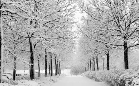 Winter time - winter, picture, 2011, forest, 31, 11